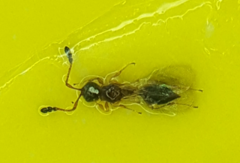 Diapriinae