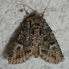 Polymixis lichenea