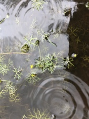 Ranunculus inundatus