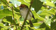 Abroscopus albogularis