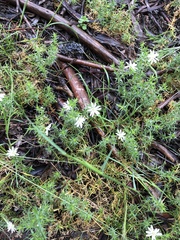 Stellaria pungens