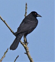 Molothrus oryzivorus