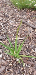 Caesia calliantha