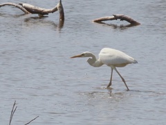 Ardea herodias occidentalis