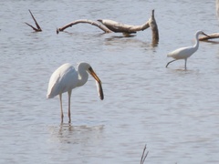 Ardea herodias occidentalis