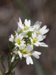 Lepidium alyssoides