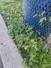 Persicaria longiseta