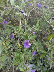Lycianthes lycioides