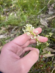 Stackhousia aspericocca