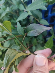 Persicaria longiseta