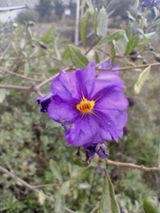 Lycianthes lycioides