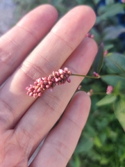 Persicaria longiseta