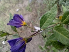 Lycianthes lycioides