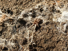 Catumiri argentinense