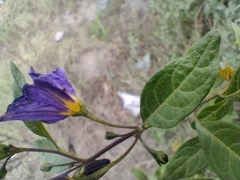 Lycianthes lycioides