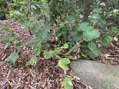 Pelargonium australe