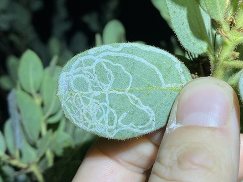 iNaturalist observation photo of Madrone Skin Miner