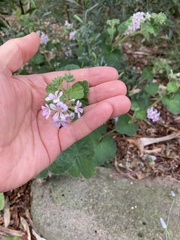 Pelargonium australe