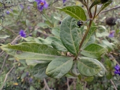 Lycianthes lycioides