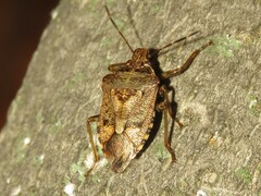 Podisus serieventris