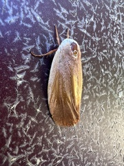 Cryptophasa rubescens