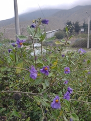 Lycianthes lycioides