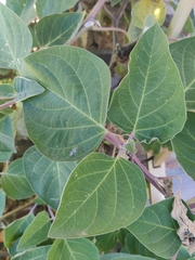 Datura innoxia