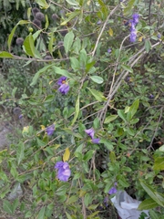 Lycianthes lycioides