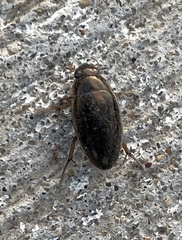 Tropisternus lateralis