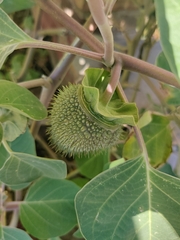 Datura innoxia