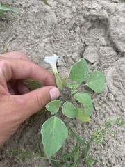 Datura arenicola