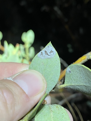 iNaturalist observation photo of Phyllonorycter manzanita