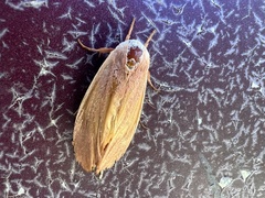 Cryptophasa rubescens