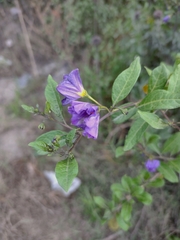 Lycianthes lycioides
