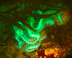 Sycozoa cerebriformis