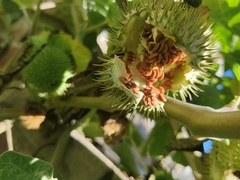 Datura innoxia