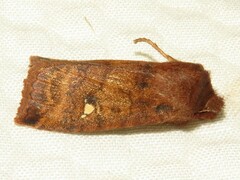 Eupsilia tristigmata