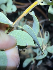 Phyllonorycter manzanita
