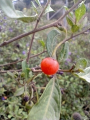 Lycianthes lycioides