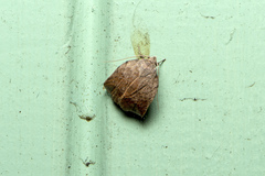 Tortricopsis pyroptis