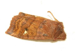 Eupsilia tristigmata