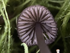 Mycena purpureofusca