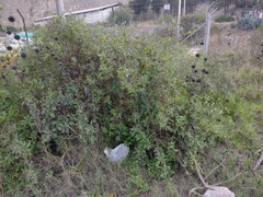 Lycianthes lycioides