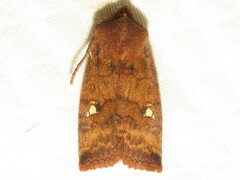 Eupsilia tristigmata