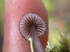 Mycena purpureofusca