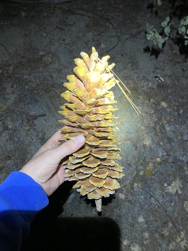 iNaturalist observation photo of sugar pine