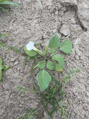 Datura arenicola