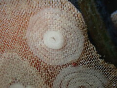 Corambe pacifica