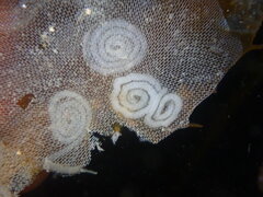 Corambe pacifica