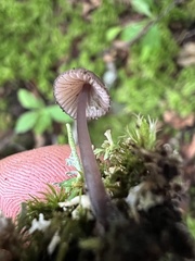 Mycena purpureofusca